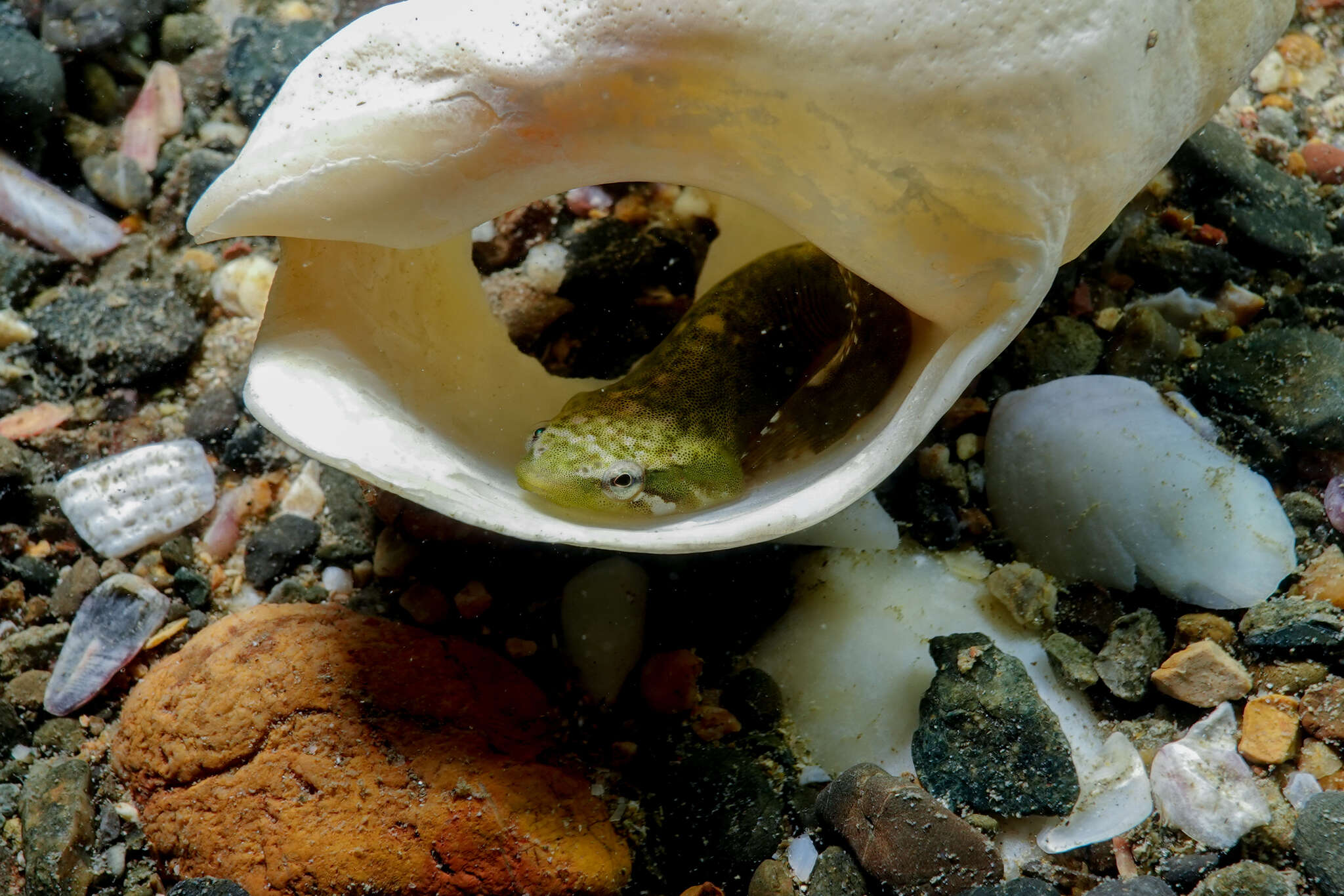 Image of Estuary Clingfish