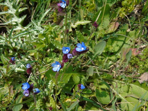 Слика од Anchusella cretica (Mill.) M. Bigazzi, E. Nardi & F. Selvi