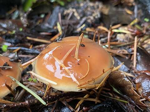 Image of Pholiota velaglutinosa A. H. Sm. & Hesler 1968