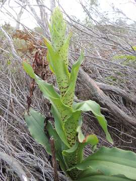 Image of Disa cornuta (L.) Sw.