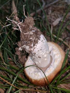 Image of Stropharia kauffmanii A. H. Sm. 1941