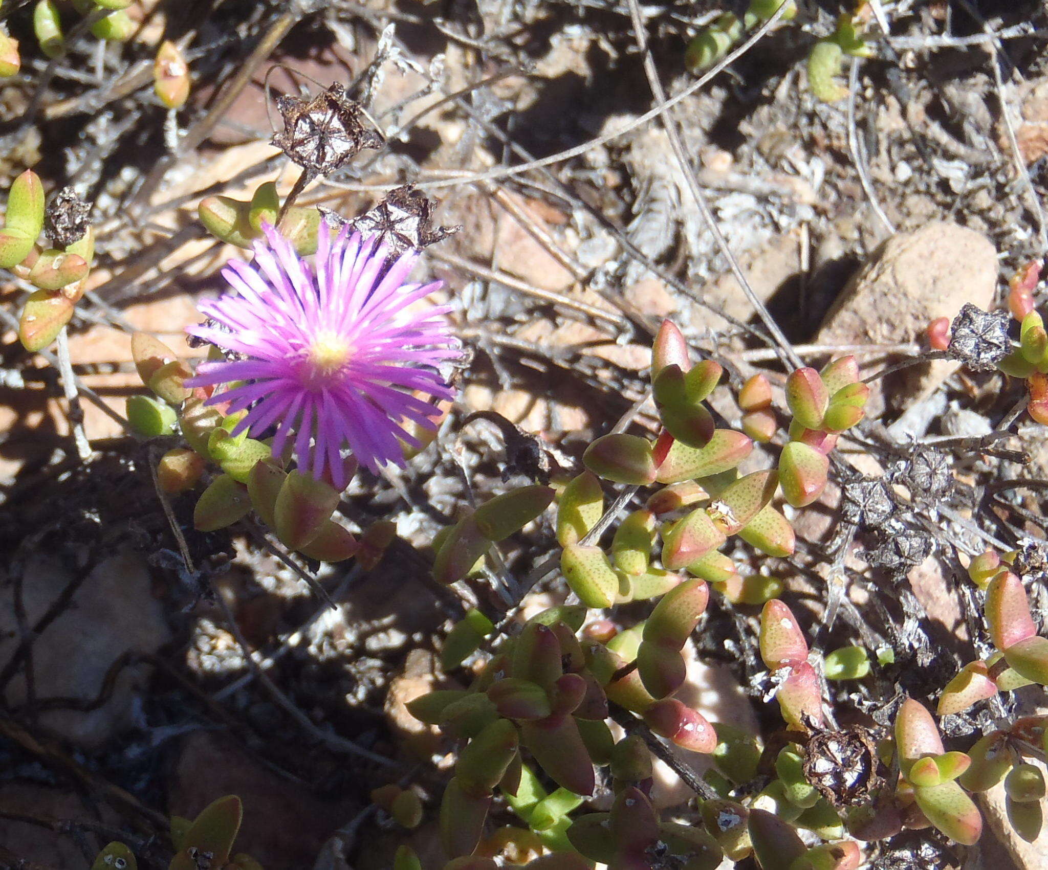 Ruschia virgata (Haw.) L. Bol. resmi