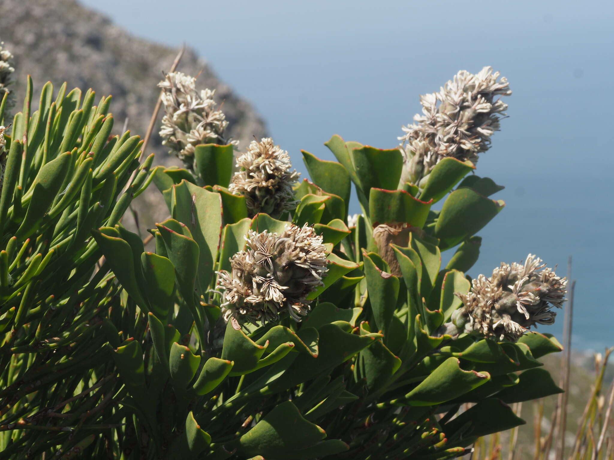 Image of Bottlebush