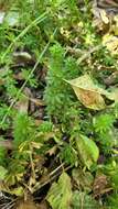 Image of Mexican bedstraw