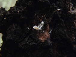 Image of Capnocybe spongiosa (Hoerl) S. Hughes 1966