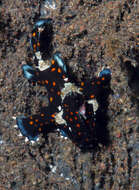 Image of Wartskin anglerfish