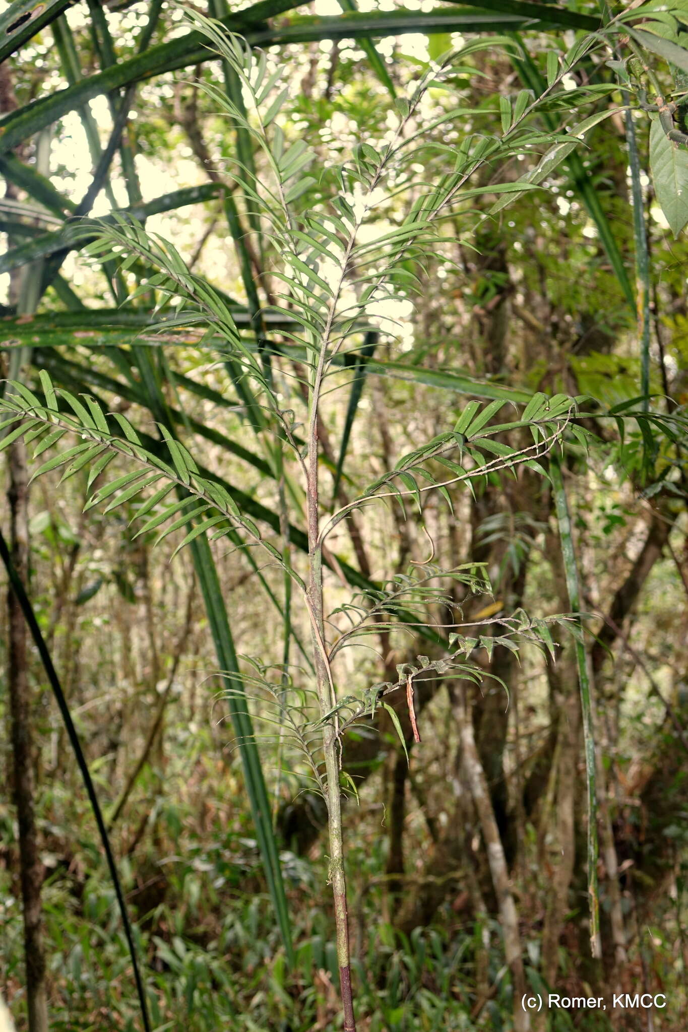 Image of Dypsis concinna Baker