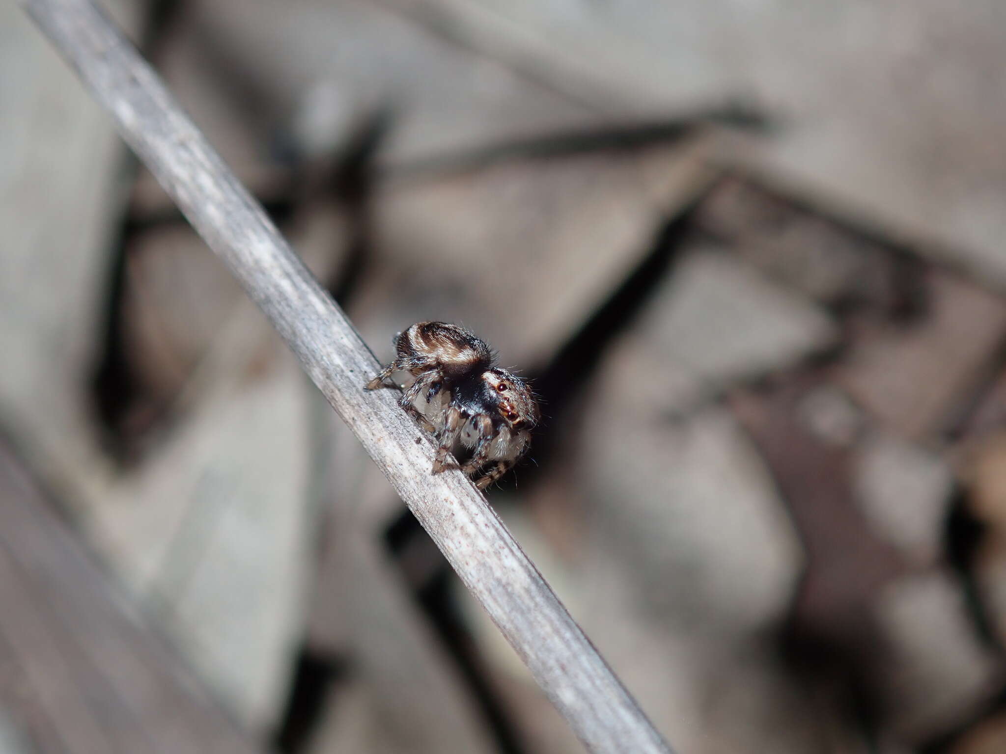 Image of Maratus volans (O. Pickard-Cambridge 1874)