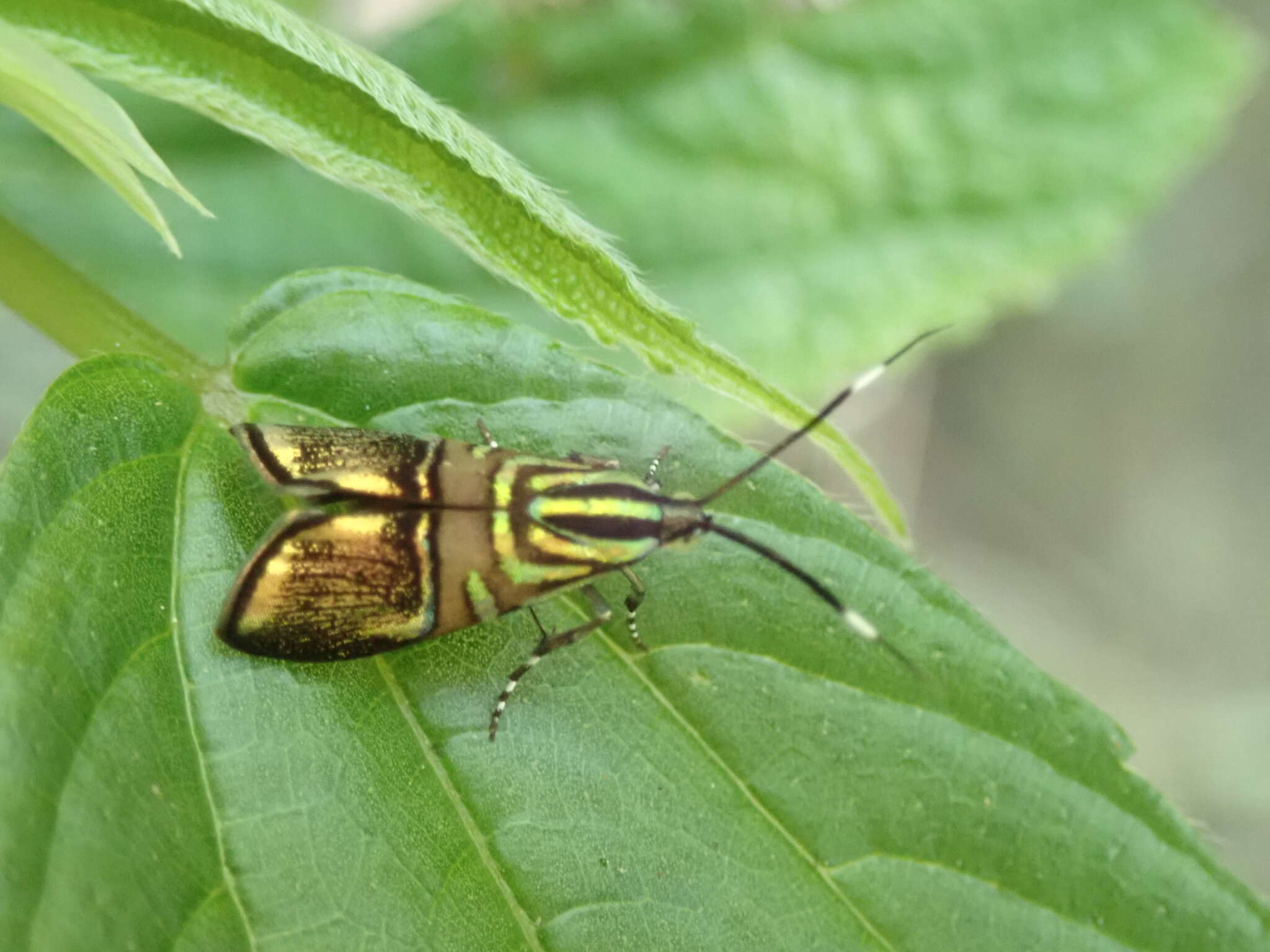 Image of Saptha divitiosa Walker 1864