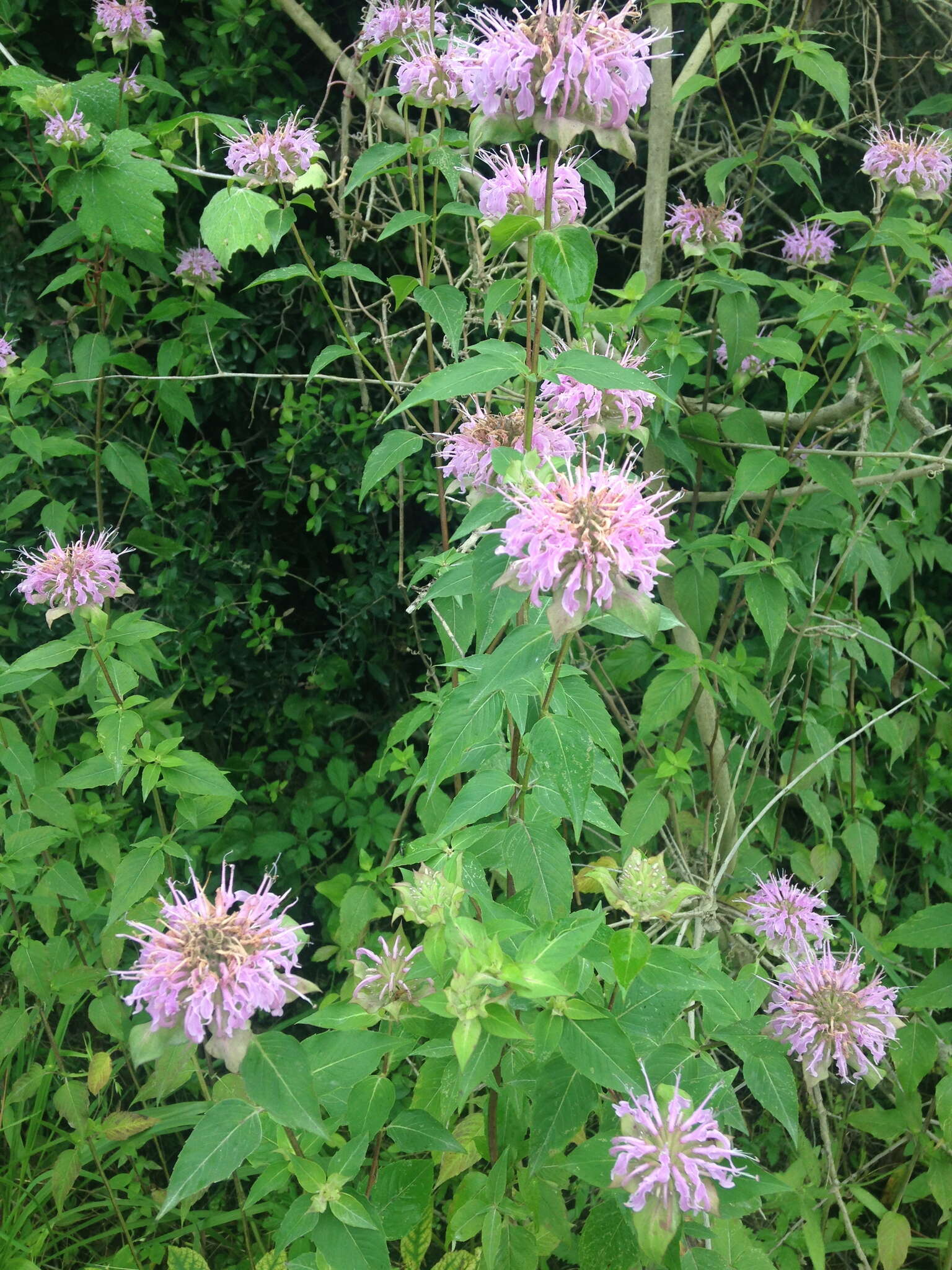 Image of wild bergamot