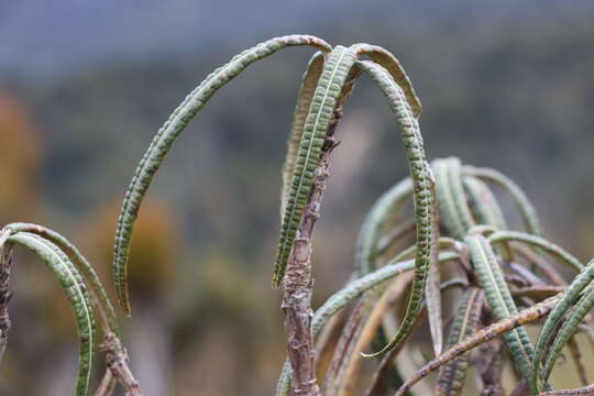 Image of Olearia lacunosa Hook. fil.