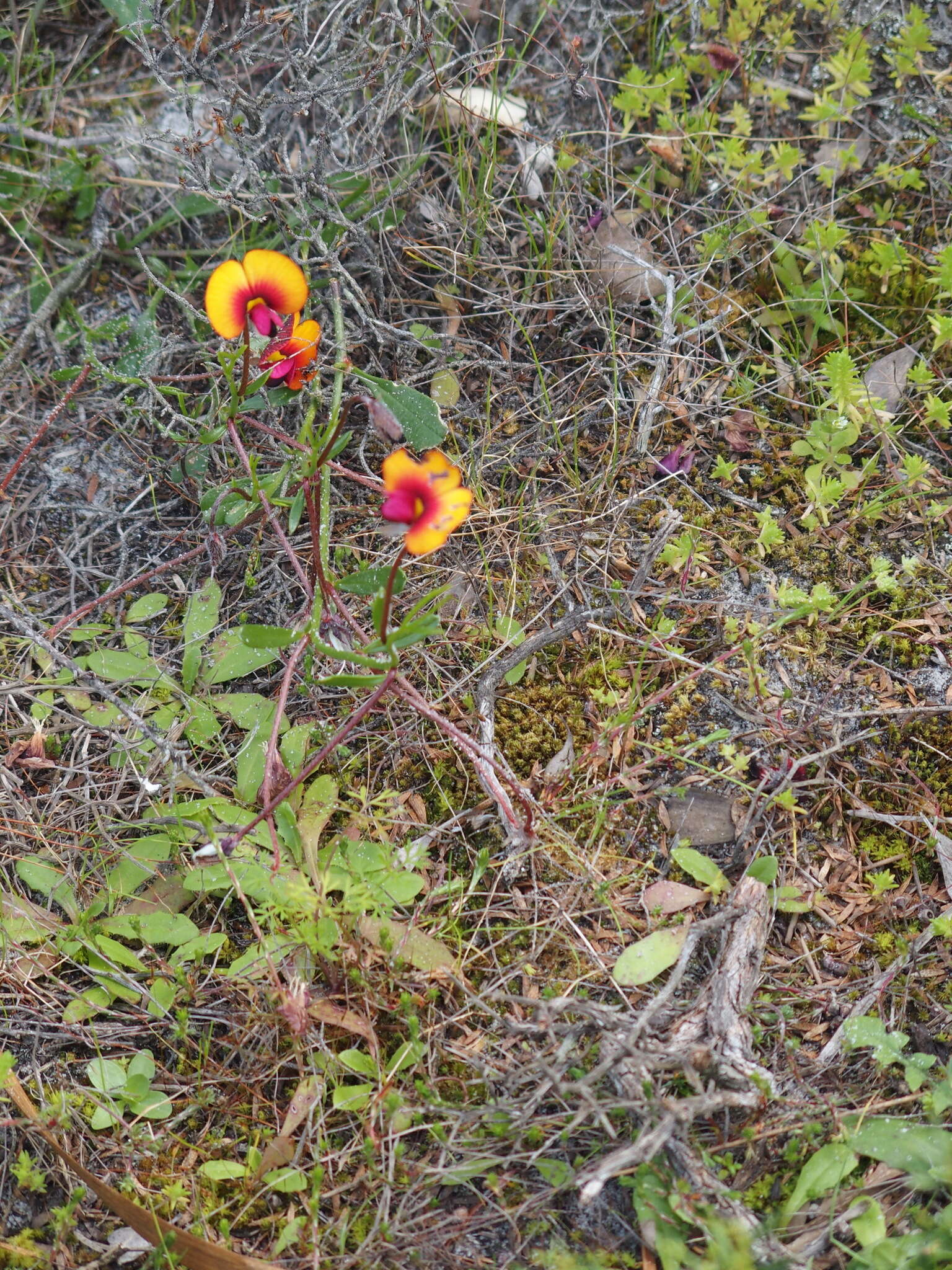 Image de Isotropis cuneifolia (Sm.) B. D. Jacks.