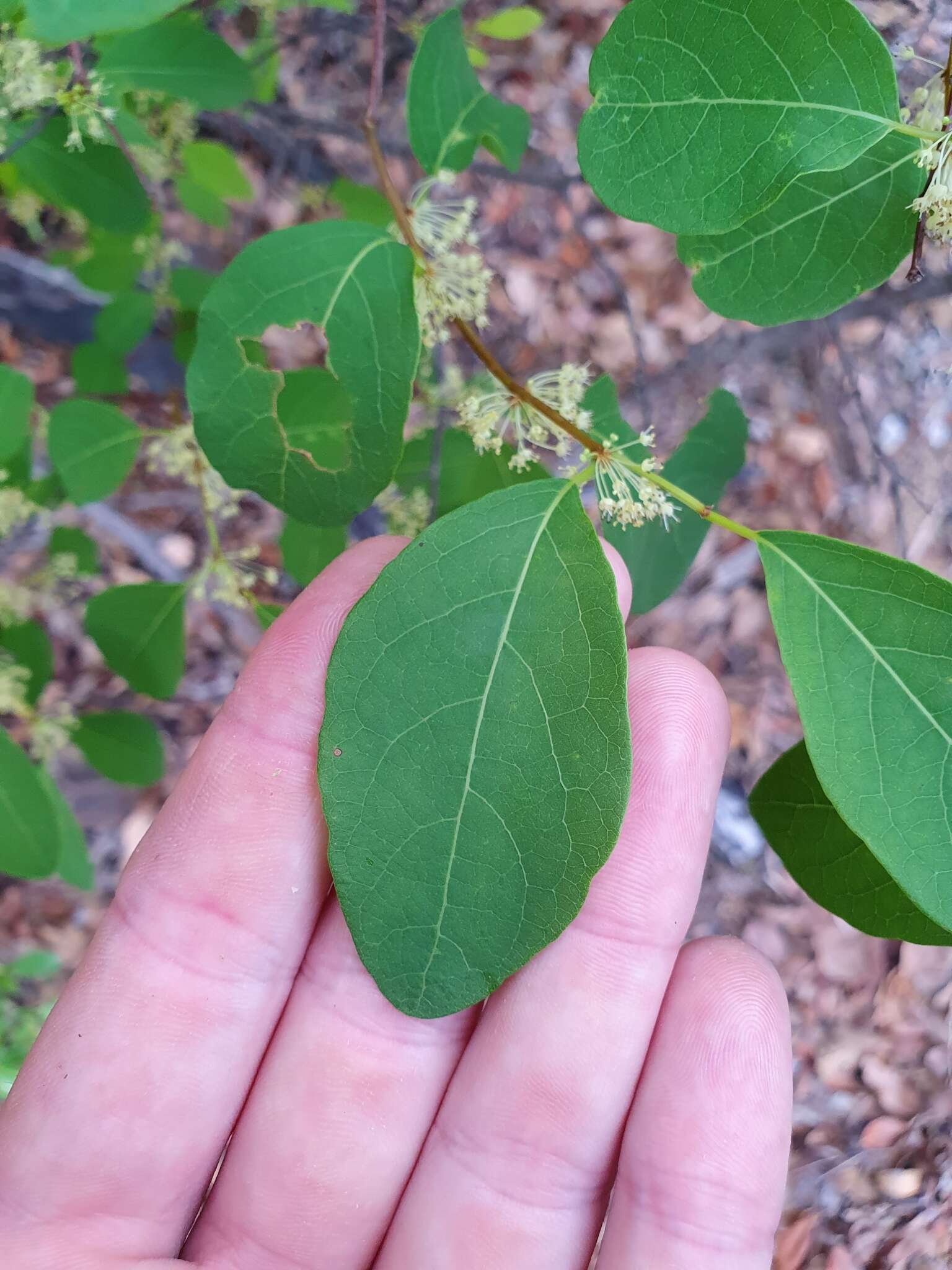 Imagem de Flueggea virosa subsp. melanthesoides (F. Muell.) G. L. Webster