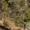 Sivun Muhlenbergia longiligula Hitchc. kuva