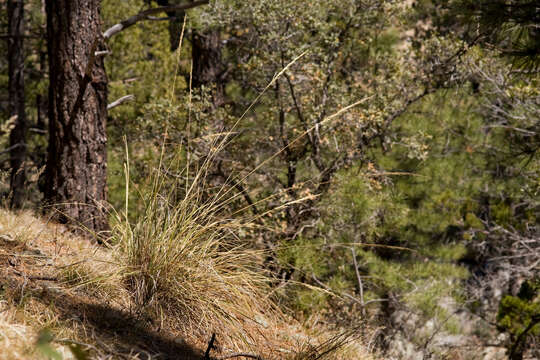 Plancia ëd Muhlenbergia longiligula Hitchc.