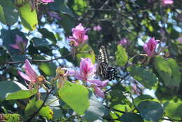 Sivun Papilio ophidicephalus Oberthür 1878 kuva