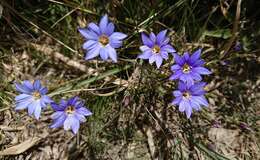 صورة Gentiana arisanensis Hayata