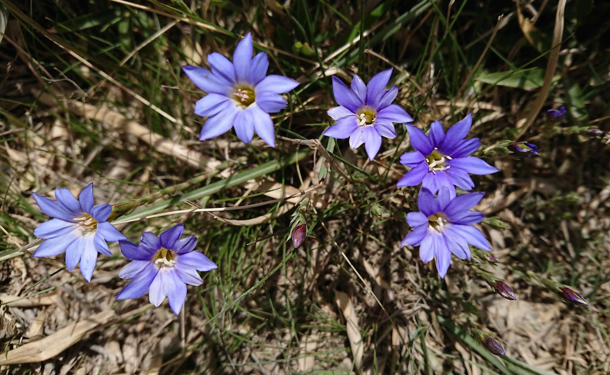 صورة Gentiana arisanensis Hayata