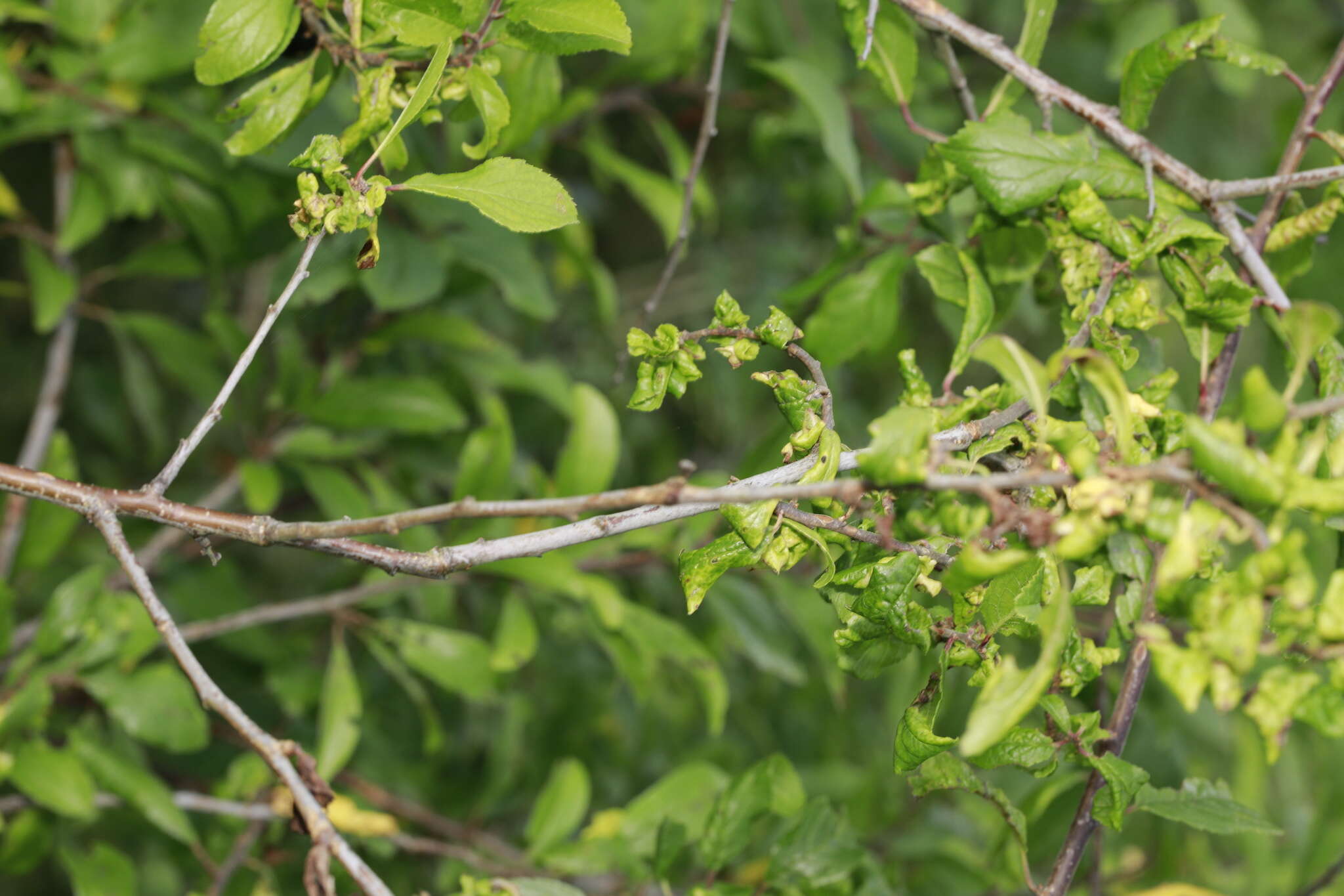 Слика од Brachycaudus (Brachycaudus) helichrysi (Kaltenbach 1843)