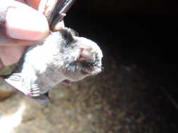 Image of Least Long-fingered Bat