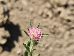 Image of Lomelosia micrantha (Desf.) W. Greuter & Burdet