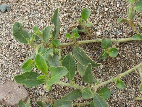 Image of California silverbush