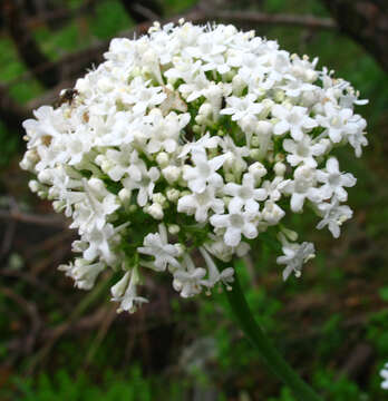 Image of Valeriana alliariifolia Adams