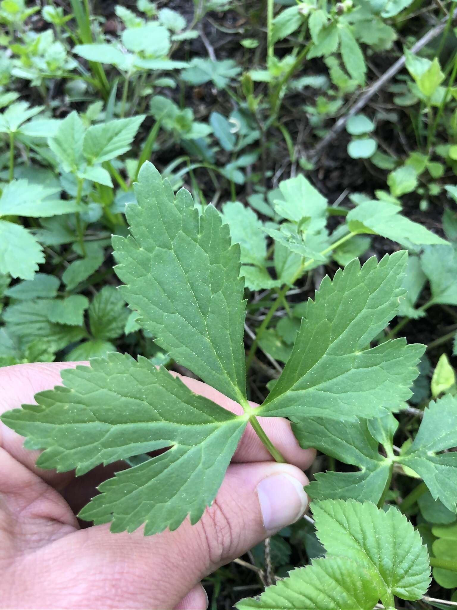 Ranunculus aconitifolius L. resmi