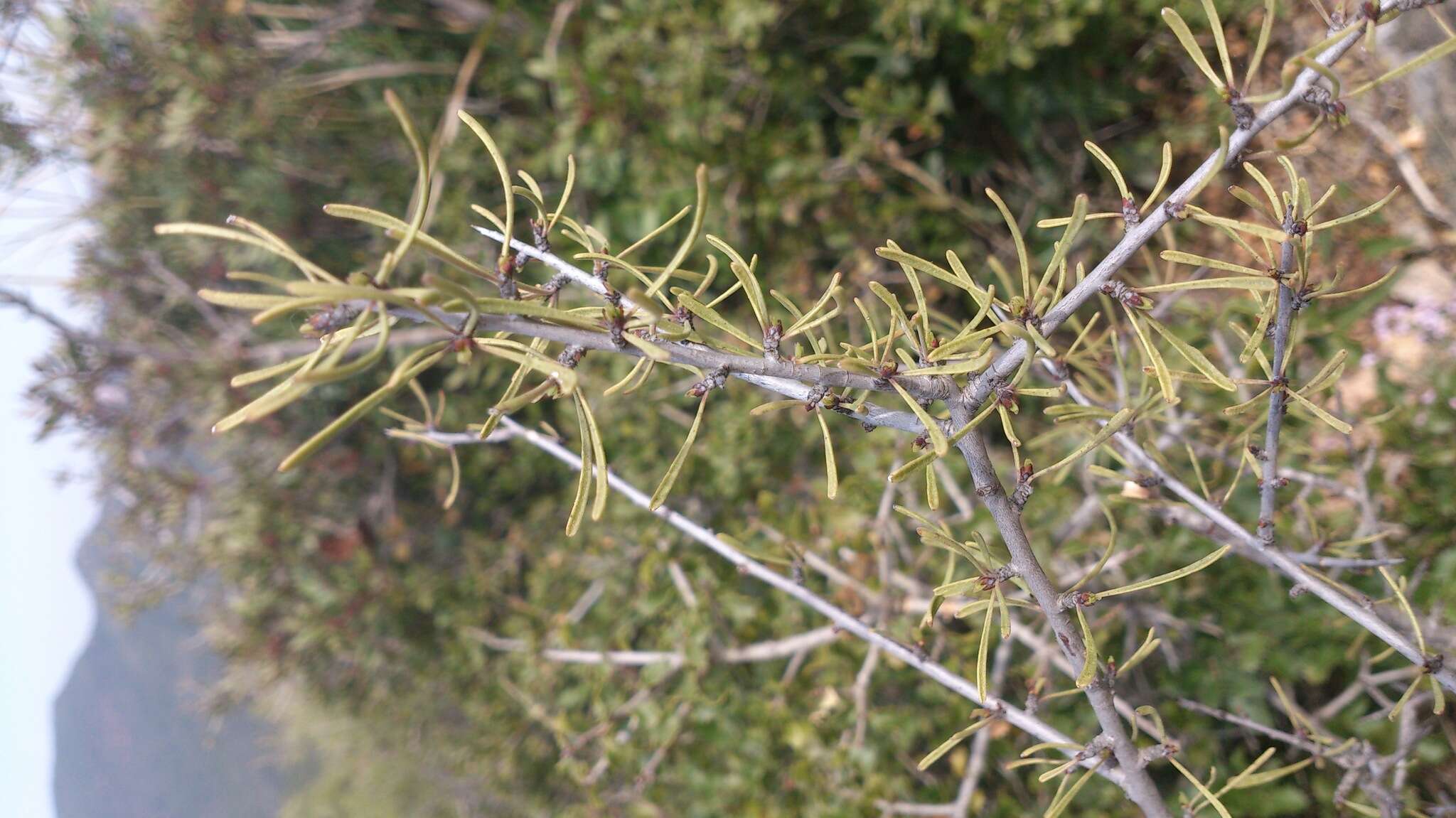 Image of European buckthorn