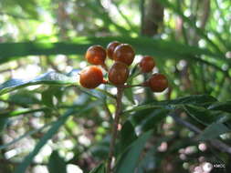 Image de Pittosporum ochrosiifolium Boj.