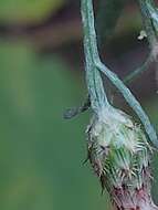 Слика од Centaurea langei Nym.