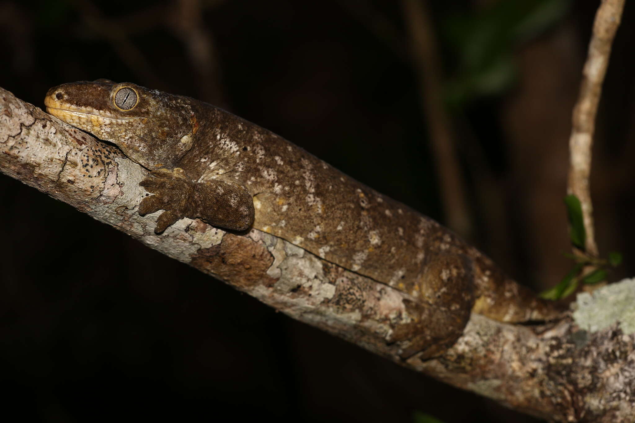 Image of New Caledonia Giant Gecko