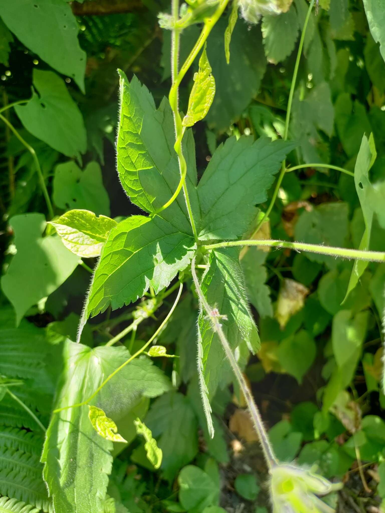 Image of Geranium gracile Ledeb. ex Nordm.