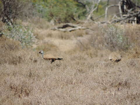 Image of Blue Bustard