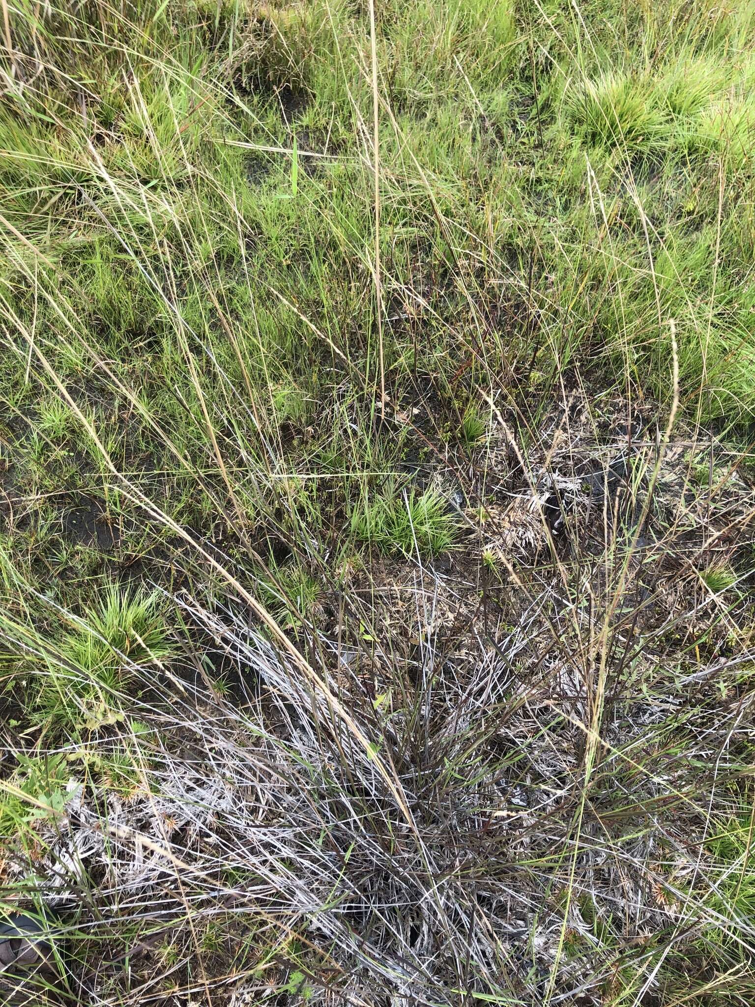 Image of Southeastern Cut-Throat Grass