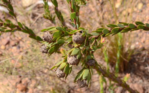 Imagem de Leucadendron stelligerum I. Williams