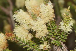 Image of bottlebrush teatree