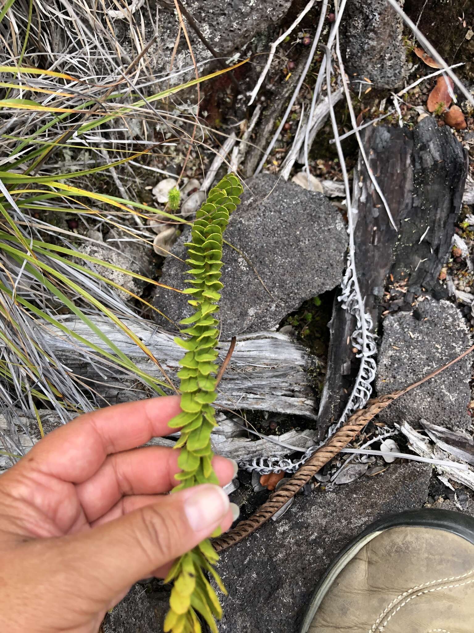 Plancia ëd Polypodium pellucidum var. vulcanicum Skottsberg