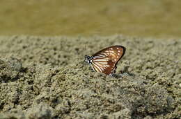 Graphium macareus (Godart 1819) resmi