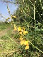 Image of West Indian rattlebox