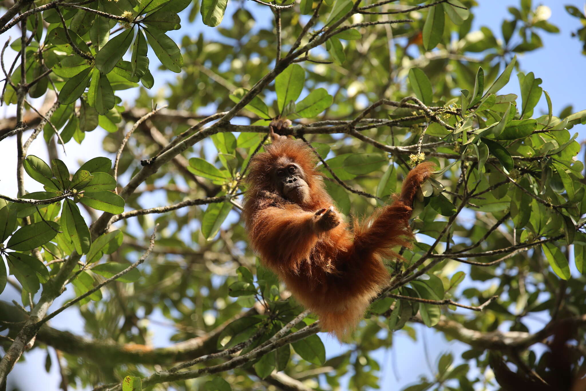 Image of Tapanuli orangutan