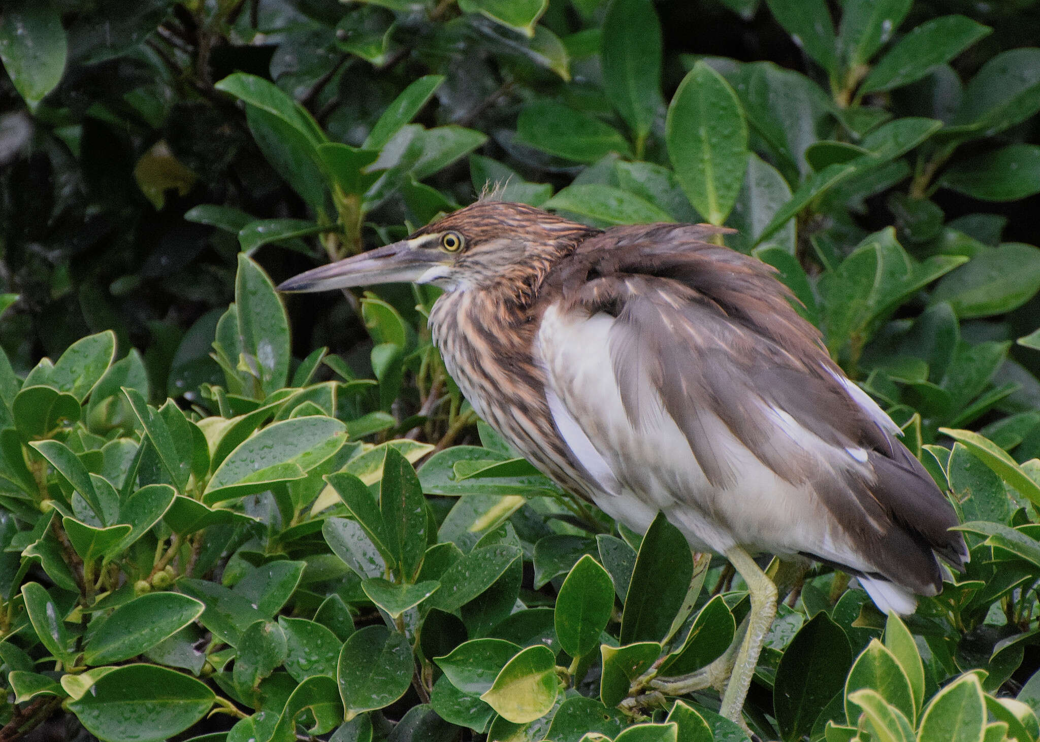 Image of Chinese Pond Heron