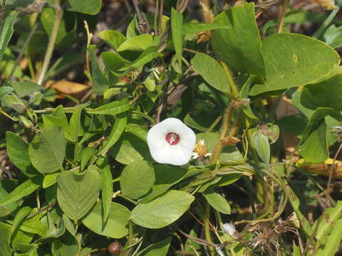 Imagem de Xenostegia tridentata (L.) D. F. Austin & Staples