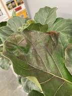 Image of Bacterial leaf spot