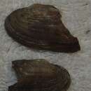 Image of salamander mussel