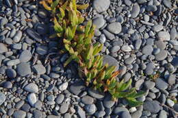 Plancia ëd Carpobrotus N. E. Br.