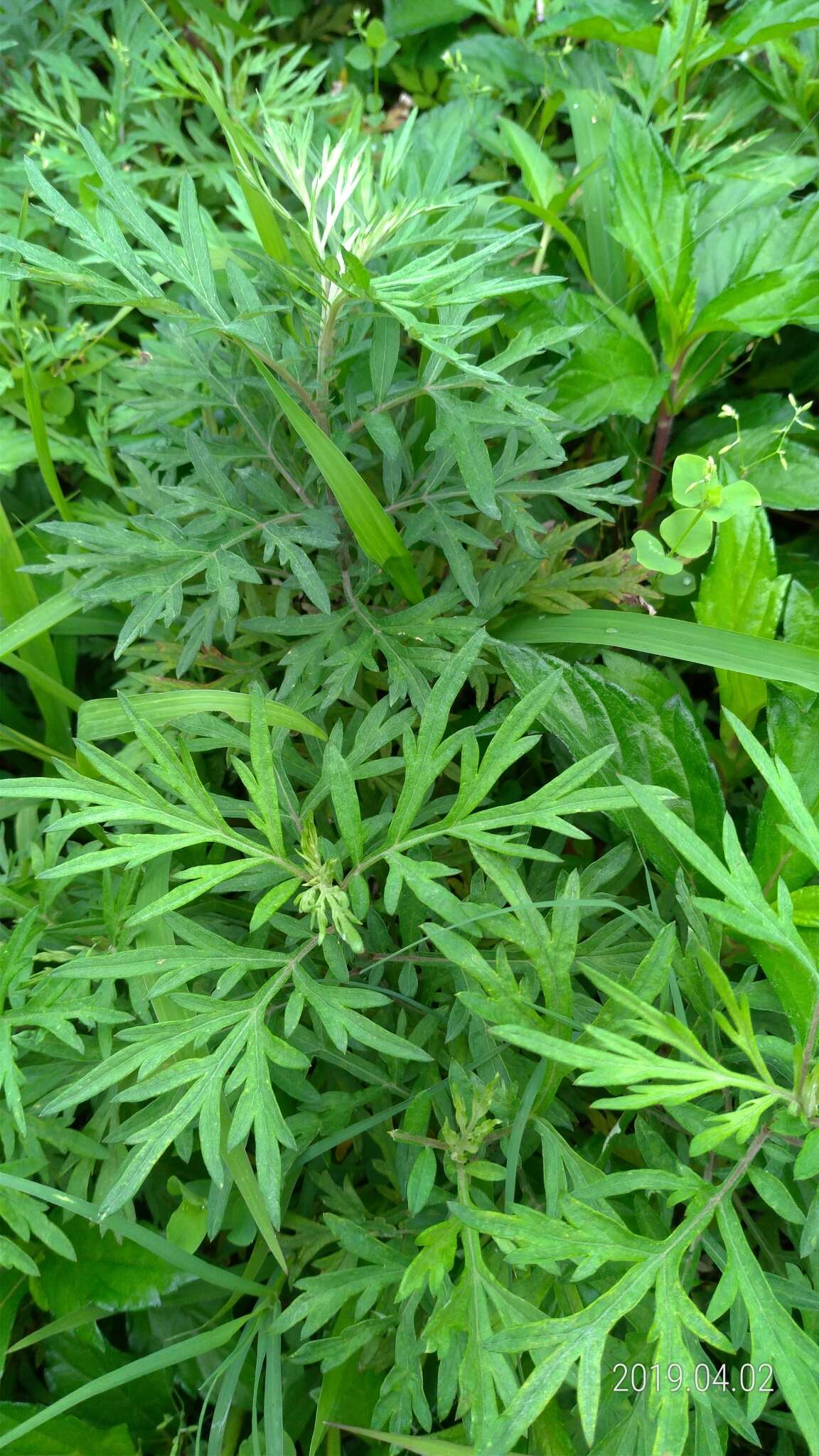 Image of Artemisia argyi H. Lév. & Vaniot