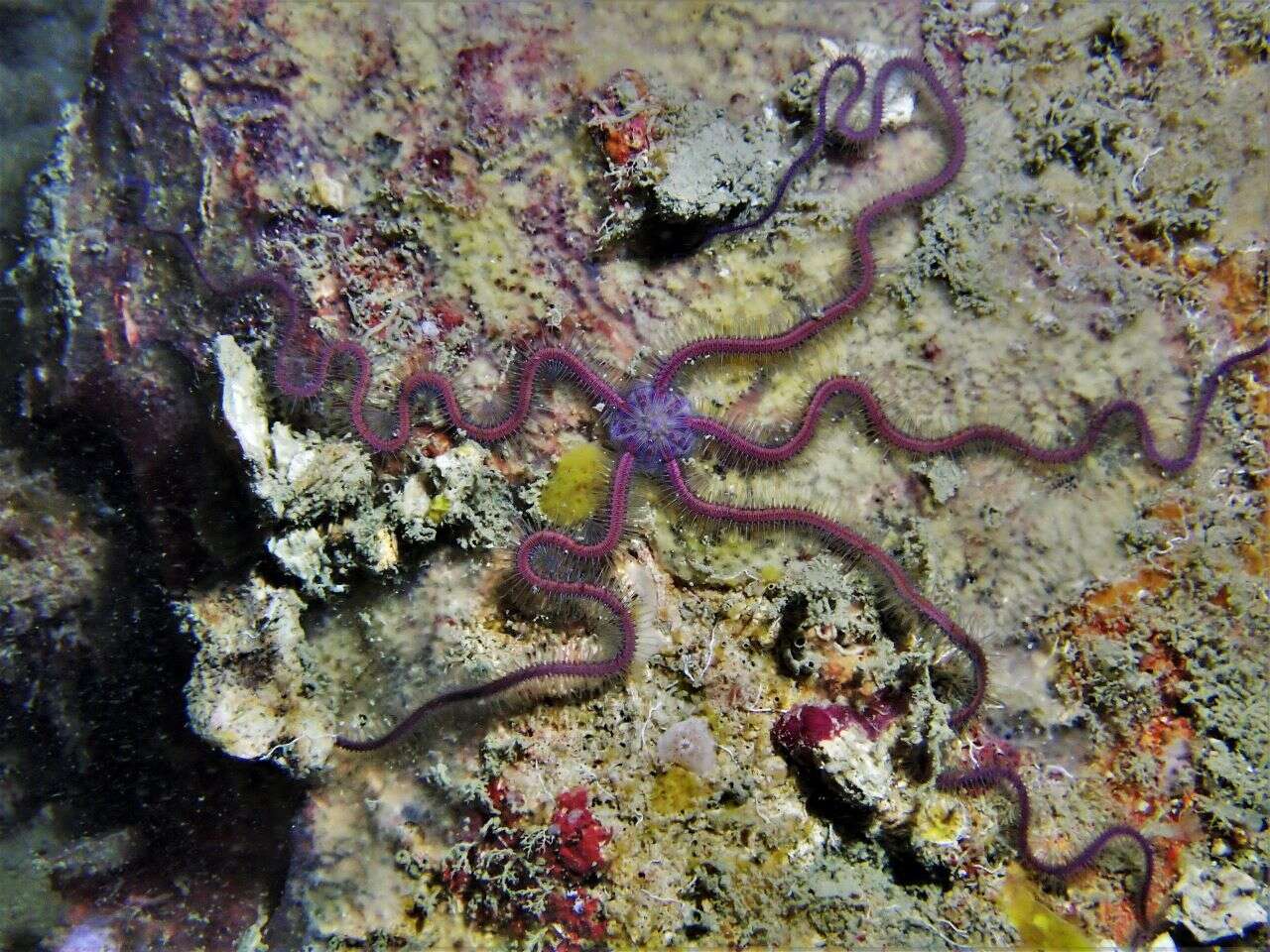 Image of purple-banded brittle star