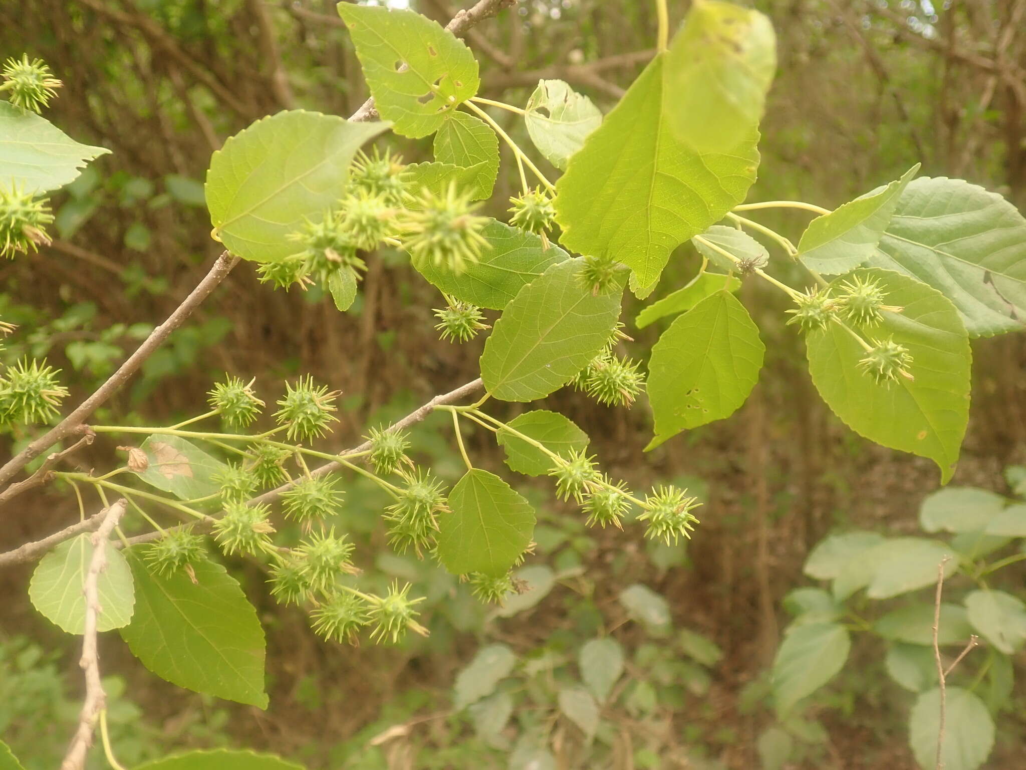 Слика од Alchornea alnifolia (Bojer ex Baill.) Pax & K. Hoffm.