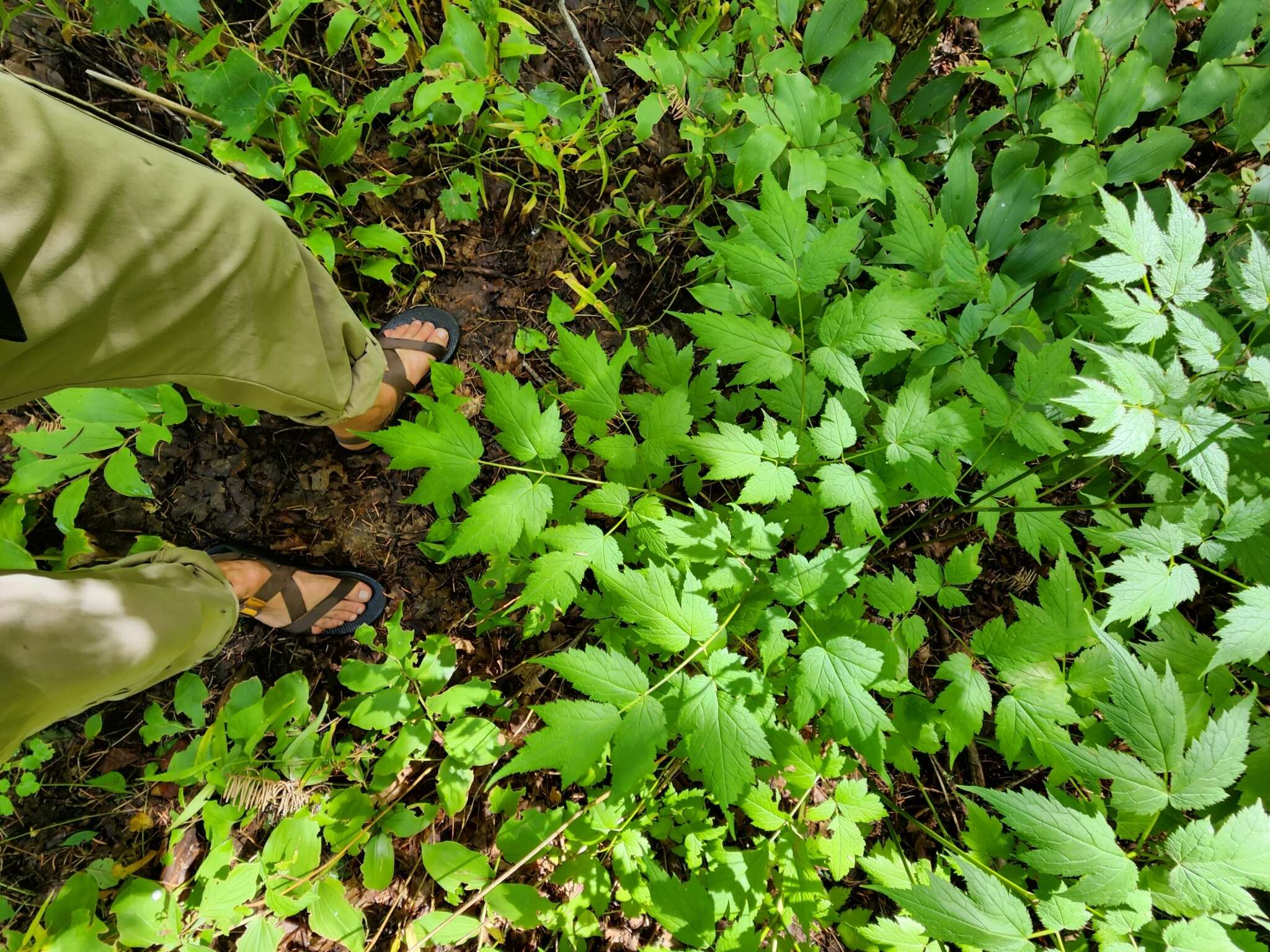 Image of Arizona bugbane